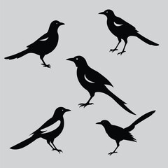 set of birds