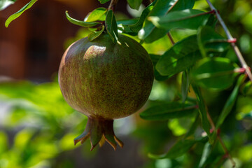 Ripe Pomegranate on Tree Branch