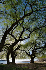 Kyrgyzstan. The contrasting morning sun over the shore of Lake Issyk-Kul through the green crowns of willows.