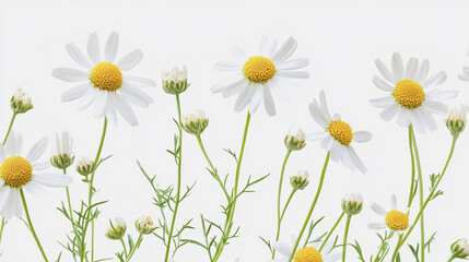 Elegant wedding invitation card background . Minimal hand painted watercolor Chamomile flowers texture template background. Design for wedding, vip cover, poster, rsvp moderncard.Valentine's Day