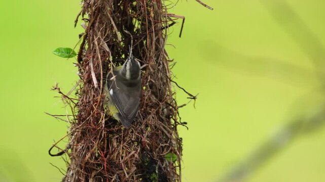 Bananaquit (Coereba flaveola) moving around a Montezuma oropendola nest in tropical forest _platanero moviendose