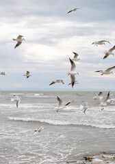 A flock of seagulls gracefully soars above the ocean waves, creating a dynamic scene against a cloudy sky. The coastal atmosphere evokes a sense of freedom and tranquility.