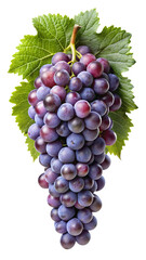 Fototapeta premium A bunch of beautiful purple and red grapes hanging with vibrant green leaves