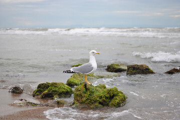 A seagull perches on moss-covered rocks by the ocean, gazing across the gentle waves. The serene...