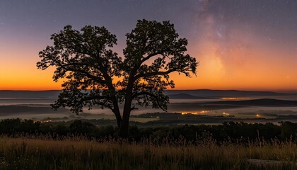 Obraz premium Silhouetted tree at dawn over misty valley
