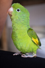 Yellow and Green Parrot Posing Like a Superstar!