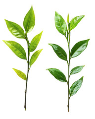 Fototapeta premium Two vibrant green tea plant sprigs isolated on black background showcasing fresh leaves and buds,