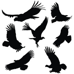 Condor bird Vector illustration Design Condor bird vector icon