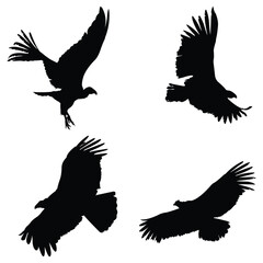 Condor bird Vector illustration Design Condor bird vector icon