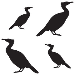 Coot birds Vector illustration Design Coot birds vector