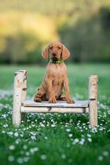 Hungarian Vizsla Dog Breed puppy in the nature