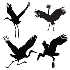 Birds Vector illustration Design Birds vector icon