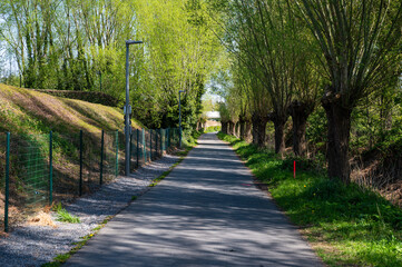 Cycling path through tree lane near the river Lys or Leie in Kortrijk, West Flanders, Belgium