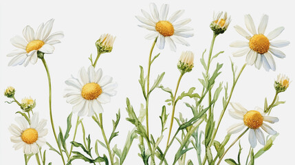 Fototapeta premium Elegant wedding invitation card background . Minimal hand painted watercolor Chamomile flowers texture template background. Design for wedding, vip cover, poster, rsvp moderncard.Valentine's Day