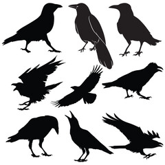 Crow Vector illustration Design Crow vector icon