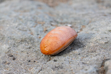 Chitons are marine molluscs of varying size in the class Polyplacophora
