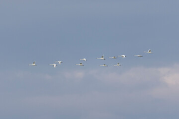 A flock of swans flies over the river