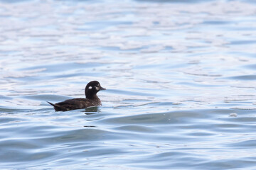 A female Harlequin duck swims in the sea