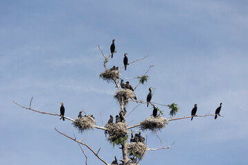Many great cormorant nests in the trees
