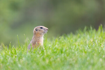 Speckled ground squirrel animal standing in the grass