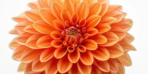 Obraz premium Close-up Composition of an Orange Dahlia Flower, Macro Photography, Botanical, Floral Dahlia, Flower Photography