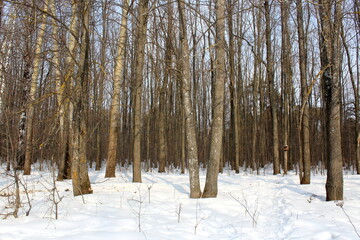 Winter forest in sunny weather.