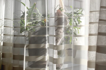 There is a grey cat sitting on the windowsill behind the tulle.