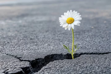 Fototapete Rund Daisy flower growing through cracked asphalt road © Ольга Лукьяненко
