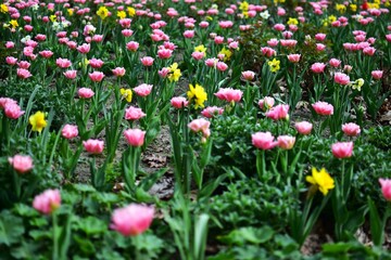 Pink tulip and yellow narcissus field in sunny day. Spring flower field full of pink fully blooming tulips and yellow narcissus.