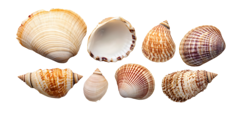 Shell collection isolated on transparent background