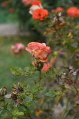 Beautiful pink rose flower closeup in garden, A very beautiful pink yellow rose flower bloomed on the rose tree, Rose flower closeup, bloom flowers, Natural spring flower floral background