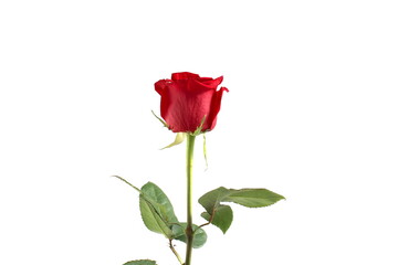 One red rose stands on a white background.