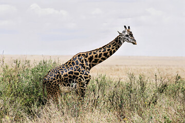 Majestic Lone Giraffe on Serengeti Plains with Cloud Formation