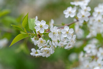 Cherry branch with white flowers. Green leaves nearby.