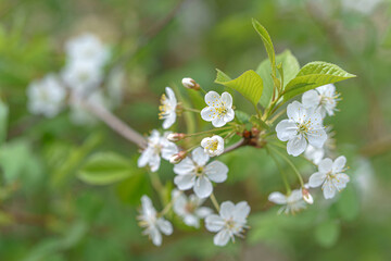 White cherry blossom with white petals surrounded by green leaves. The flower is located in the middle of the stem.
