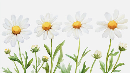 Elegant wedding invitation card background . Minimal hand painted watercolor Chamomile flowers texture template background. Design for wedding, vip cover, poster, rsvp moderncard.Valentine's Day