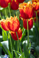 bright red and orange fringed tip tulips in green garden blooming in spring