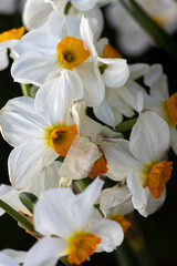 White and yellow Narcissus daffodil. Narcissus tazetta,  paperwhite, bunch-flowered narcissus, Chinese sacred lily