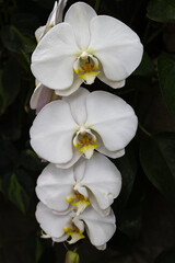 white orchid flower on black