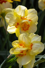 blooming yellow daffodils up close with dark muted backdrop
