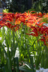 Fire flame tulip, Tulipa acuminata red and yellow in bright green garden