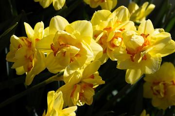 yellow daffodils in spring garden with black background