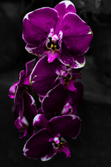 purple orchid on black