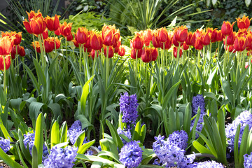 colorful spring flowers red fringed tulips and purple hyacinth with green steams