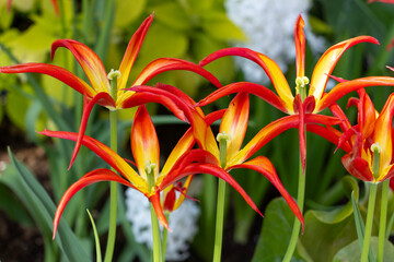 Tulipa acuminata red and yellow in bright green garden, fire flame tulip