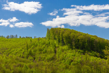 Natural regeneration of a forest on a hill following deforestation