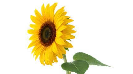 A single, vibrant sunflower stands tall, its golden petals reaching towards the sky isolated on transparent background 