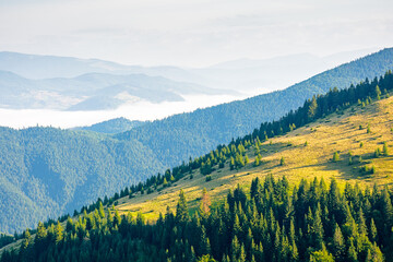 mountain landscape of ukrainian alps in summer. morning scenery with fog in the distant valley. forest on the steep slope of chornohora ridge