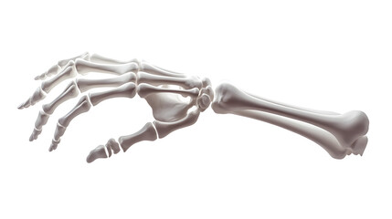 A skeleton arm is shown in white