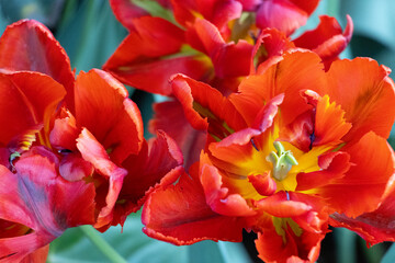 vibrant red parrot tulips, Rococo variety, ruffled and feathery petals, Tulipa gesneriana